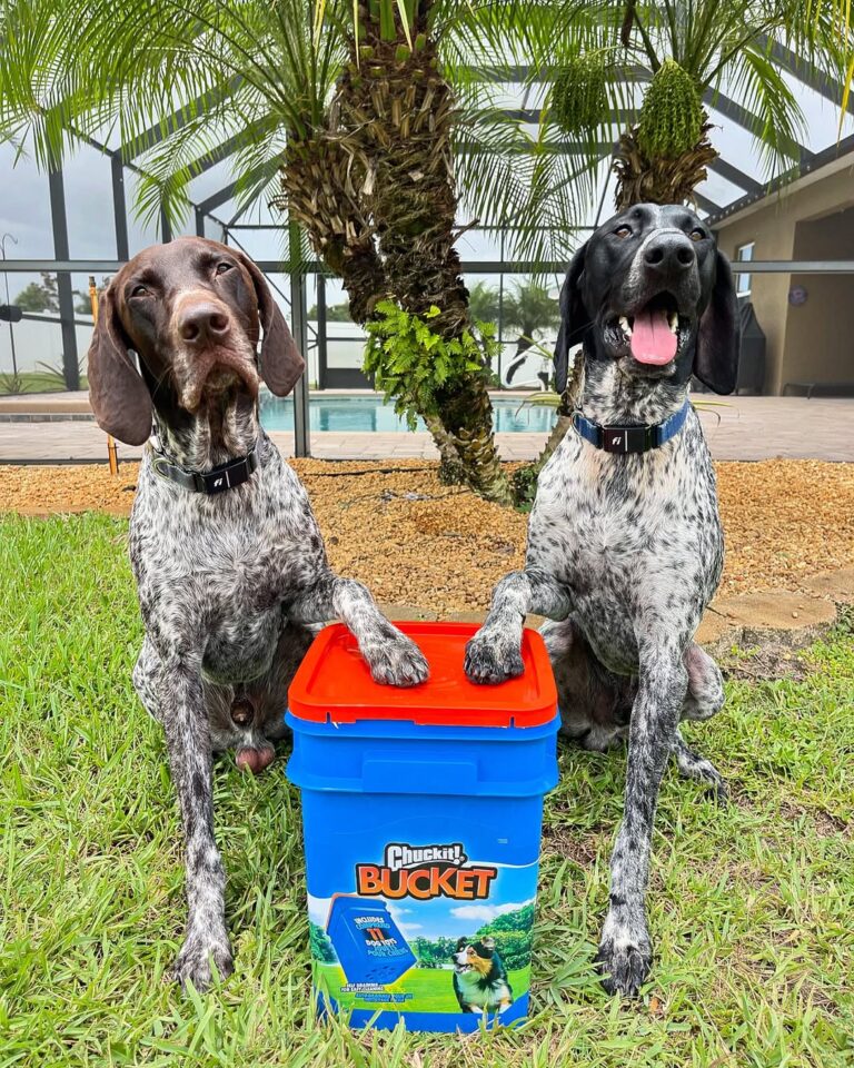 German Shorthaired Pointers