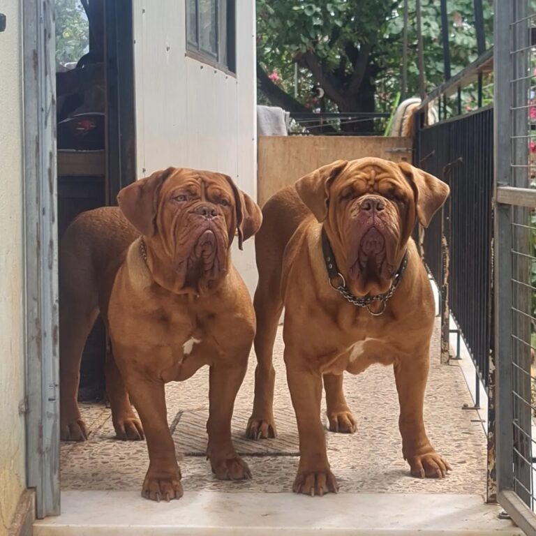 Dogue de Bordeaux Puppies