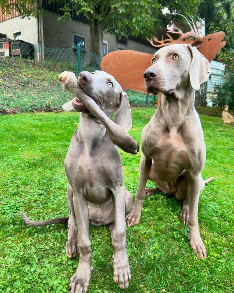 Weimaraner Puppies