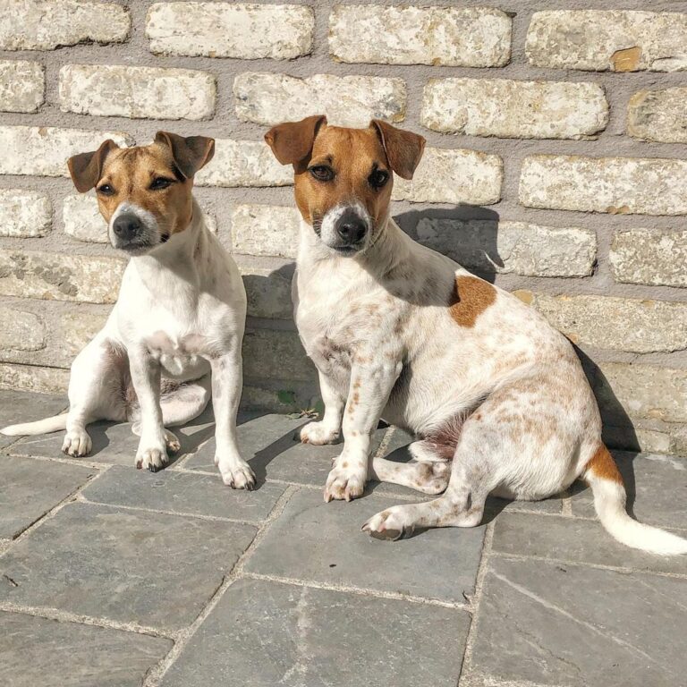 Jack Russell Puppies