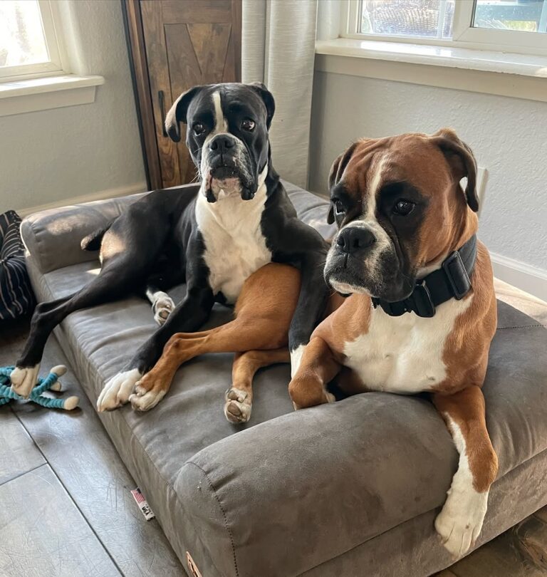 Boxer Puppies