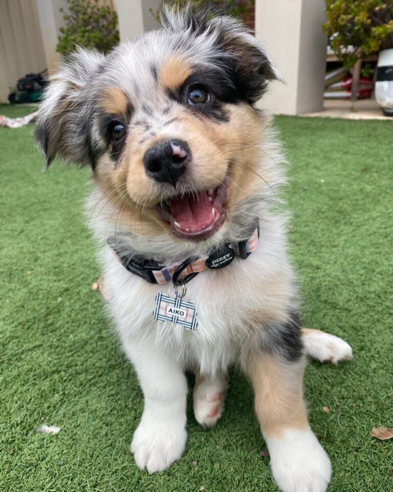 Australian Shepherd Puppies