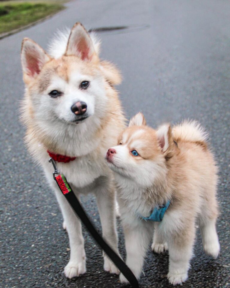 Pomsky Puppies