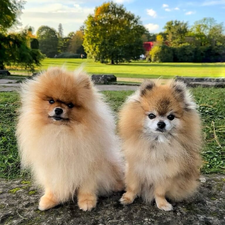 Pomeranian Puppies