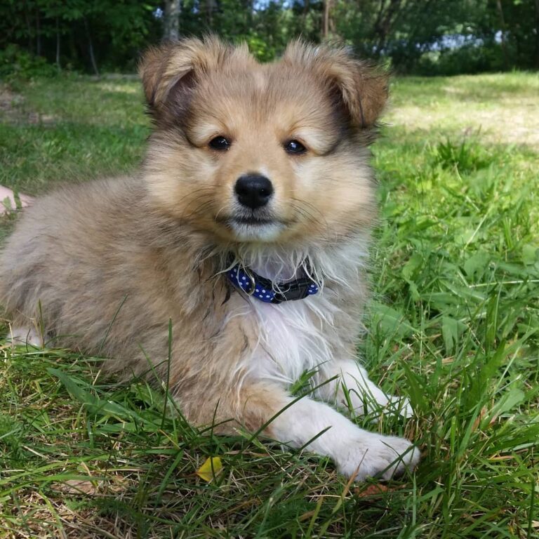 Shetland Sheepdog