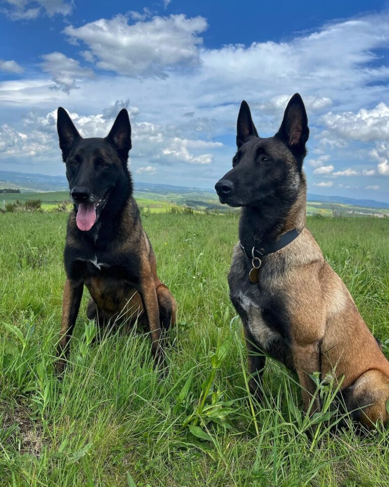 Belgian Malinois Puppies