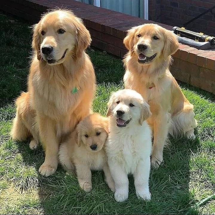 Golden Retriever Puppies