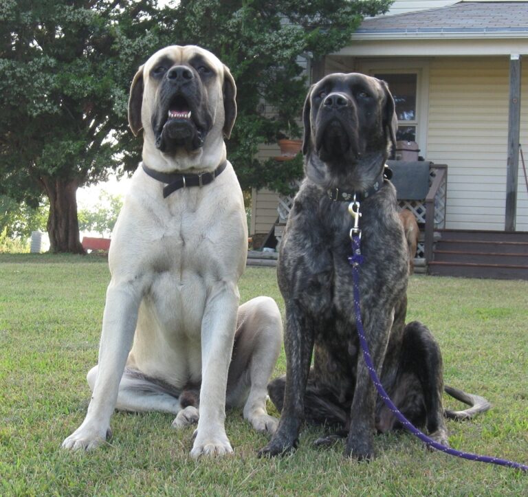 Mastiff Puppies