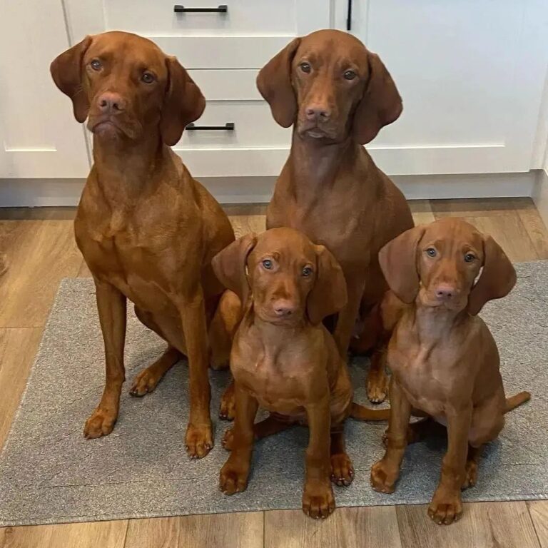 Vizsla Puppies