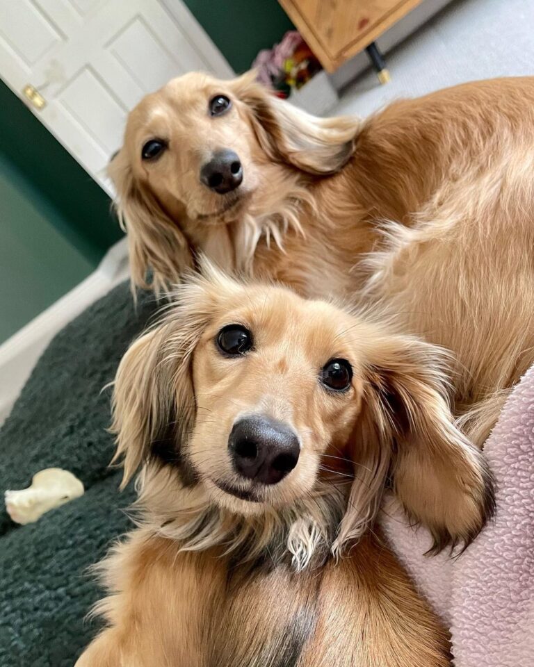 Dachshund Puppies