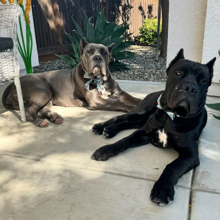 Cane Corso Puppies