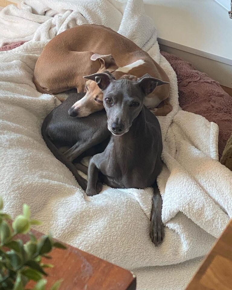 Greyhound Puppies