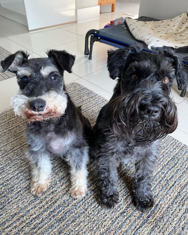 Schnauzer Puppies