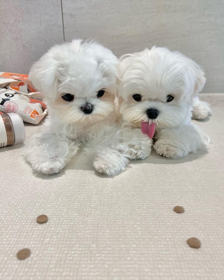 Maltese Puppies