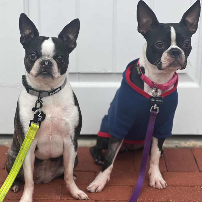 Boston Terrier Puppies