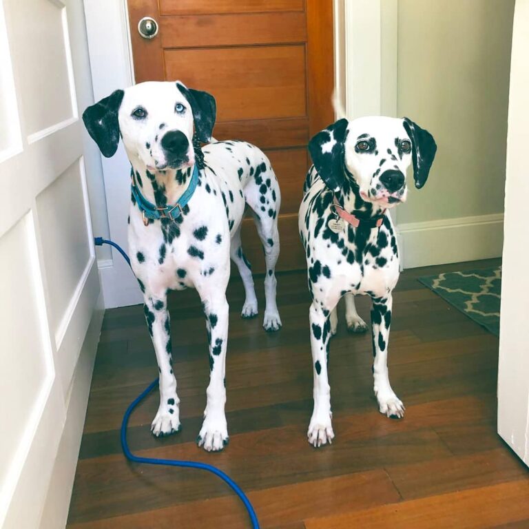 Dalmatian Puppies