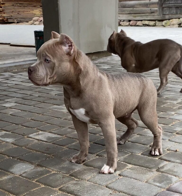 American XL Bully