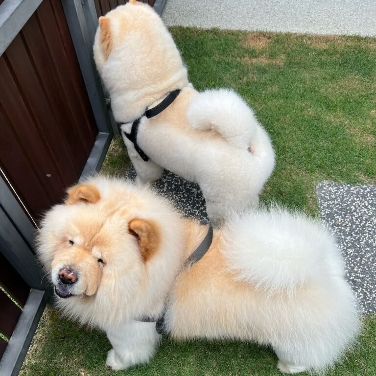 Chow Chow Puppies