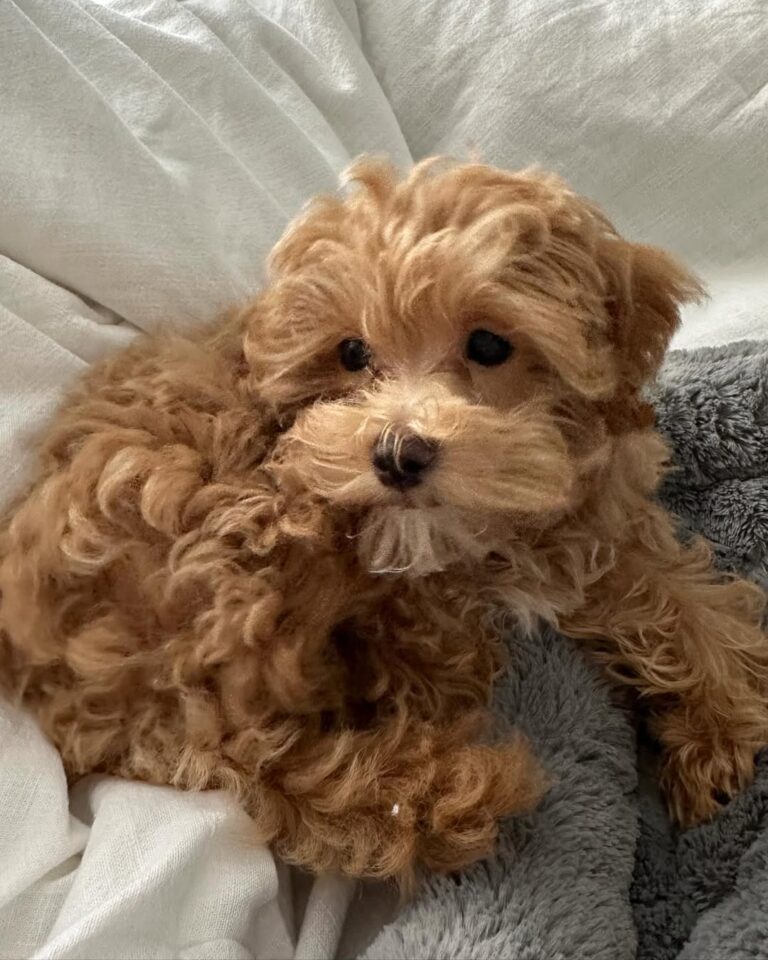 Maltipoo Puppies