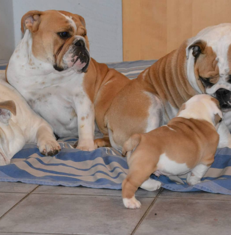 English Bulldog Puppies