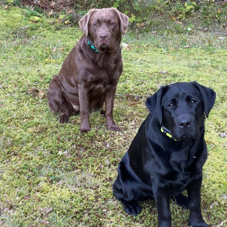 Labrador Retriever